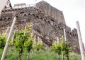 Young, shrubs, vine, Mala, vineyard, on a hillside, under a castle, Production, wine, Organic, cultivation, Wine, juice, grape, Ri Royalty Free Stock Photo