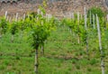 Young, shrubs, vine, Mala, vineyard, on a hillside, under a castle, Production, wine, Organic, cultivation, Wine, juice, grape, Ri Royalty Free Stock Photo