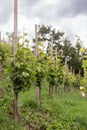 Young, shrubs, vine, Mala, vineyard, on a hillside, under a castle, Production, wine, Organic, cultivation, Wine, juice, grape, Ri Royalty Free Stock Photo
