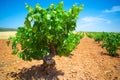 Young vine tree in summer Spain field.