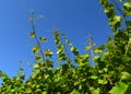 Young vine in the vineyard against the background of the blue sky. Royalty Free Stock Photo