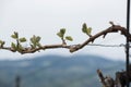 Young vine in the vineyard