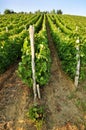 Young vineyard