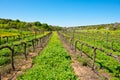 Young Vineyard Royalty Free Stock Photo