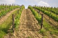 Young vineyard Royalty Free Stock Photo