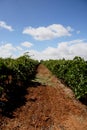 A young vineyard Barrosa Valley Australia Royalty Free Stock Photo