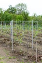 Young vineyard in domestic production Royalty Free Stock Photo
