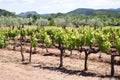 Young vineyard in Provence Royalty Free Stock Photo
