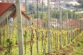 Young vineyard in the rays of sunlight on the mountainside against the background of a small town. Growing fruits and making wine