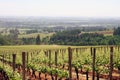 Young Vineyard Rows Royalty Free Stock Photo