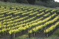 A young vineyard in Santa Ynez, California during springtime. Royalty Free Stock Photo