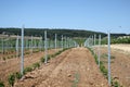 Young Vineyard. South of France Royalty Free Stock Photo