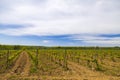 A young vineyard on a sunny day Royalty Free Stock Photo