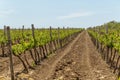 Young vineyard on a sunny spring day. Young plantation of a well-groomed vineyard at the beginning of flowering