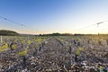 Young vineyards of Beaujolais at dawn, Burgundy, France Royalty Free Stock Photo