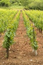 Young vineyards for red wine Royalty Free Stock Photo