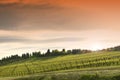 Young vineyards at sunset in Tuscany. Chianti region, Italy Royalty Free Stock Photo