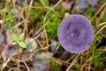 Young Violet Webcap mushroom