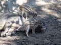 Young Visayan warty pig, Sus cebifrons negrinus harass a resting boar