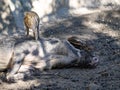 Young Visayan warty pig, Sus cebifrons negrinus harass a resting boar