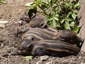 Young Visayan warty pig, Sus cebifrons negrinus resting side by side