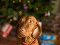 Young Vizsla Dog