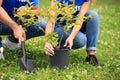 Young volunteers planting tree in green , closeup. Charity work Royalty Free Stock Photo