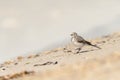 A young wagtail on a sandy beach Royalty Free Stock Photo