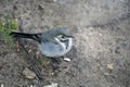Young wagtail standing on the ground Royalty Free Stock Photo