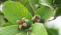 young walnut fruit, Royalty Free Stock Photo