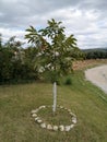 Young walnut plant in the garden