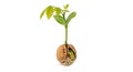 Young walnut sapling sprouting from nut isolated on transparent background Royalty Free Stock Photo