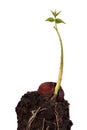 Young walnut sprout