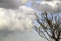 Young walnut tree against the sky with dark large clouds