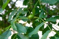 A young walnut on a tree branch