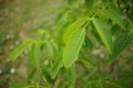 Young walnut tree with green foliage in the garden Royalty Free Stock Photo