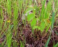 A young walnut tree grows in the grass Royalty Free Stock Photo