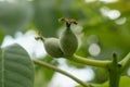 young walnut on the tree Royalty Free Stock Photo