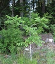 Young Walnut Tree Royalty Free Stock Photo