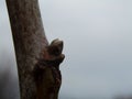 A young walnut tree in winter Royalty Free Stock Photo