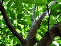 Young Walnut Tree Royalty Free Stock Photo