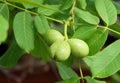 Young walnuts on a branch