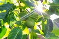 Young walnuts on the tree. Tree of walnuts. Green leaves background. The lights of a sun