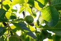 Young walnuts on the tree. Tree of walnuts. Green leaves background. The lights of a sun Royalty Free Stock Photo