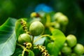 Young walnuts on the tree on natural background. Green walnuts ripening on a walnut tree in summer. Macro shot. Royalty Free Stock Photo