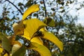 Young walnuts on the tree at sunset. Tree of walnuts Royalty Free Stock Photo