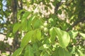 Young walnuts on the tree at sunset. Tree of walnuts. Green leaves background Royalty Free Stock Photo