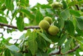 Young walnuts on the tree at sunset. Tree of walnuts. Green leaves background Royalty Free Stock Photo