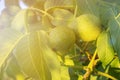 Young walnuts on the tree at sunset. Green leaves background. Royalty Free Stock Photo