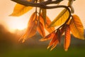 walnuts on the tree at sunset. Tree of walnuts. Green leaves blurred background Royalty Free Stock Photo